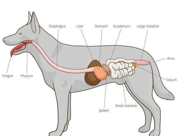 digestion 了解宠物的消化系统（一） Understanding petdigestion
