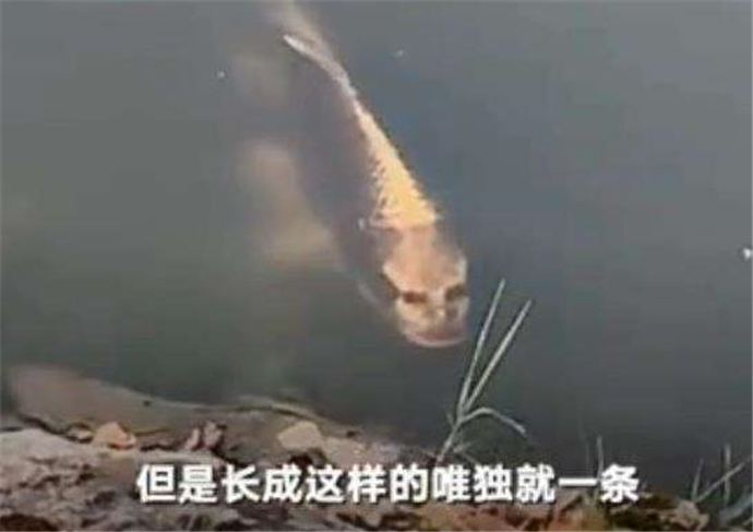 锦鲤 云南人面锦鲤 长着人脸的锦鲤看起来有点恐怖文章配图