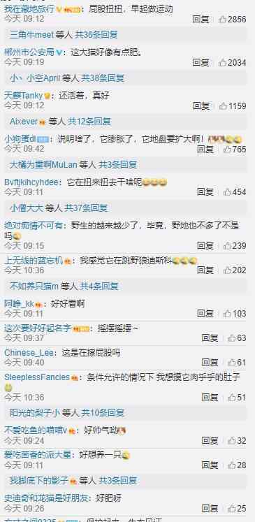 四姑娘山首次拍到野生雪豹 以前只发现过粪便