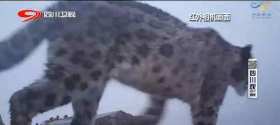 四姑娘山发现野生雪豹  稀有高清图像曝光（图）