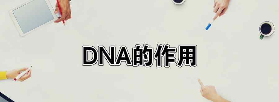 dna的作用