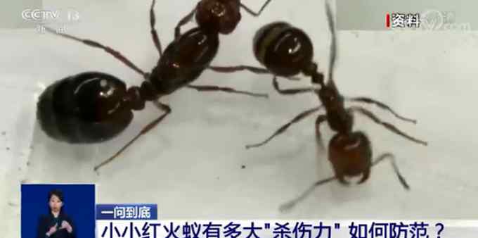 红火蚁入侵12省份 被咬伤后严重者会死亡！专家：遇到快跑