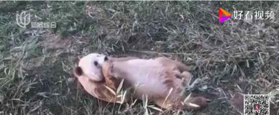 棕色大熊猫被认养 棕色大熊猫长啥样?被谁认养了?