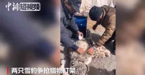 四川石渠雪豹打架 打架的原因是什么具体情况