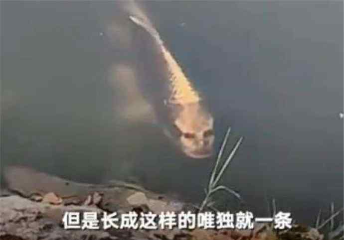 锦鲤 云南人面锦鲤 长着人脸的锦鲤看起来有点恐怖