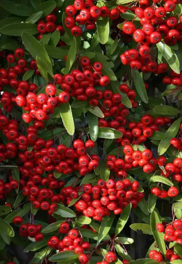 火棘-蔷薇科-(3月-5月)含笑-木兰科-(3月-5月)兰科-兰科-(3月至5月)