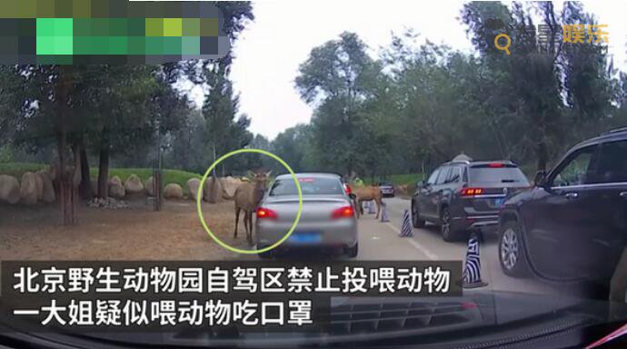 动物园 北京野生动物园游客疑喂动物口罩 是主动喂投还是动物抢食口罩