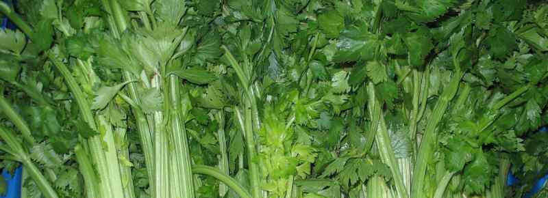 4月应季蔬菜