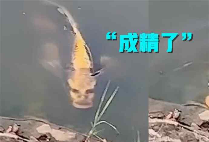 锦鲤 云南人面锦鲤 长着人脸的锦鲤看起来有点恐怖