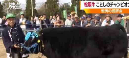 1头牛168万人民币  什么牛为什么卖这么贵（图）