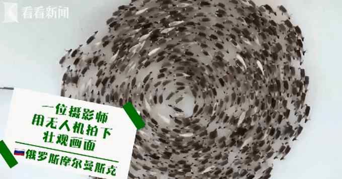 无人机拍到雪地上巨大移动圆圈 镜头拉近一看网友直呼神奇