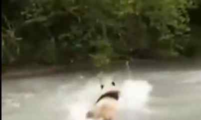 大熊猫河里冲浪上演国宝式狗刨 究竟是什么样呢?