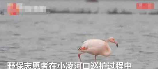 火烈鸟可能迷路了  火烈鸟智商不高火烈鸟资料介绍
