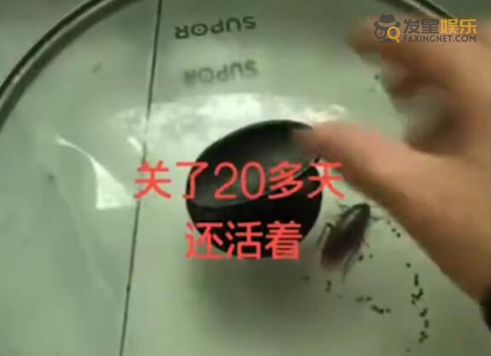 蟑螂 蟑螂被盖在锅盖下20天 不吃不喝依旧活蹦乱跳小强没叫错