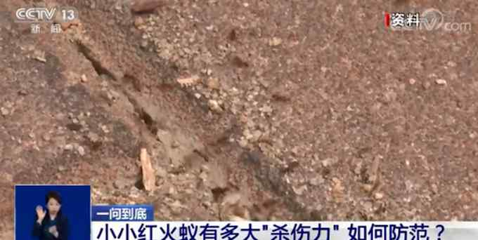 红火蚁入侵12省份 被咬伤后严重者会死亡！专家：遇到快跑