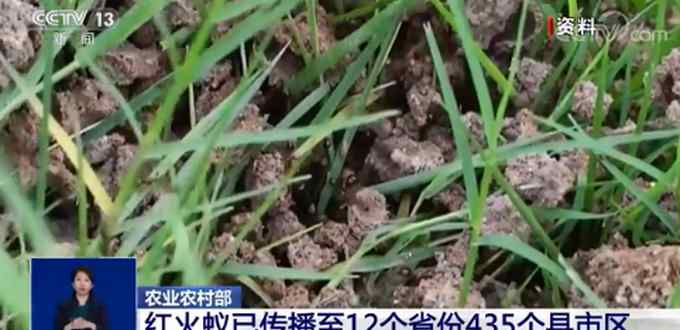 红火蚁入侵12省份 被咬伤后严重者会死亡！专家：遇到快跑
