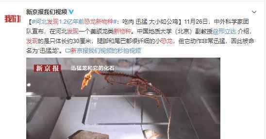 科学家在河北发现恐龙新物种?恐龙新物种是怎样的?有多小?