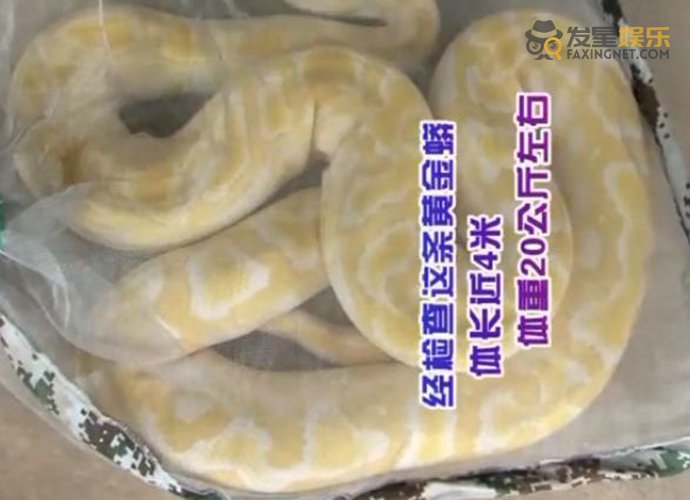 黄金蟒 20公斤黄金巨蟒藏身绿化带 这条黄金巨蟒是哪里来的
