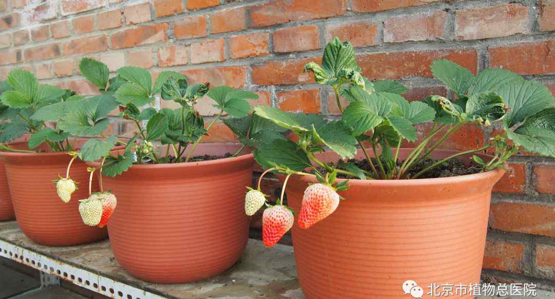 草莓籽能种出来吗 涨知识：盆栽草莓原来是这么种出来的......