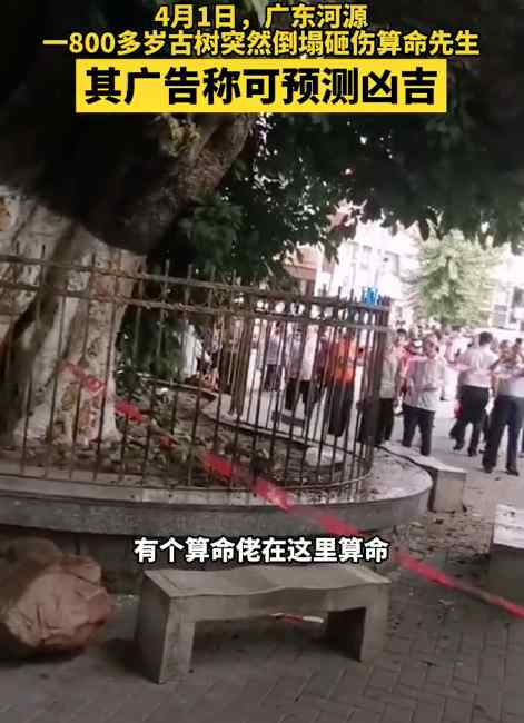 广东一800多岁古树倒塌砸伤算命先生  其广告上写着可预测凶吉