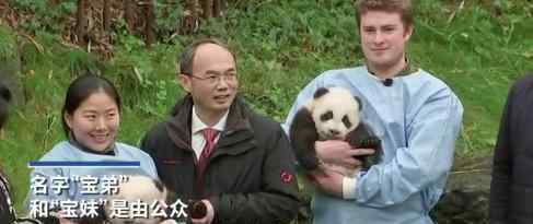 比利时大熊猫龙凤胎被正式命名 正式名字是什么
