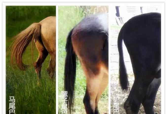 骡子图片 凡泰马术围栏：马、驴、马骡、驴骡……你分得清么？