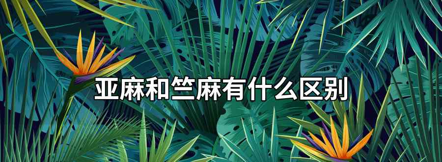 亚麻和竺麻有什么区别