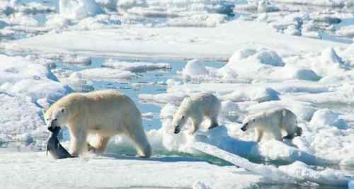 北极熊或将在2100年灭绝 究竟原因是什么
