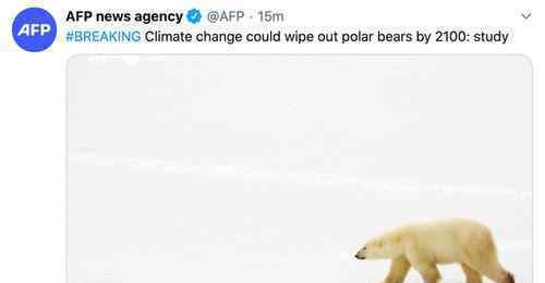 北极熊或将在2100年灭绝 究竟原因是什么