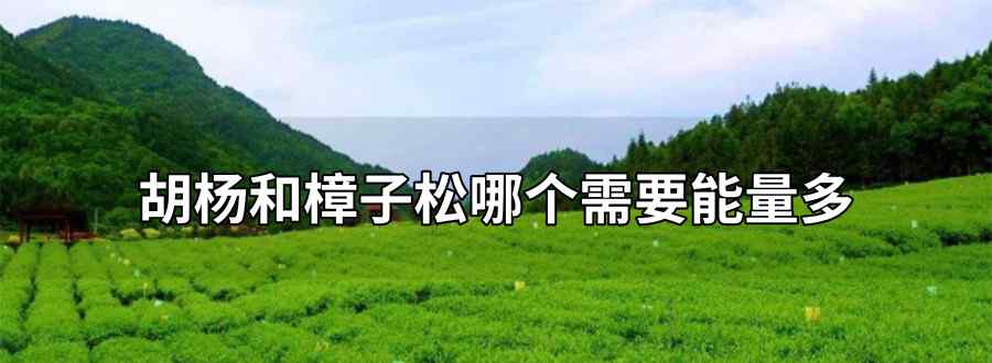 胡杨和樟子松哪个需要能量多