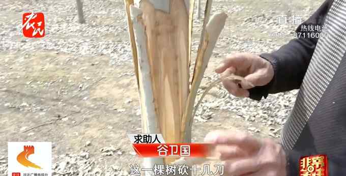 石家庄300棵杨树被人一夜扒皮 老人瘫地痛哭：五年的心血啊！