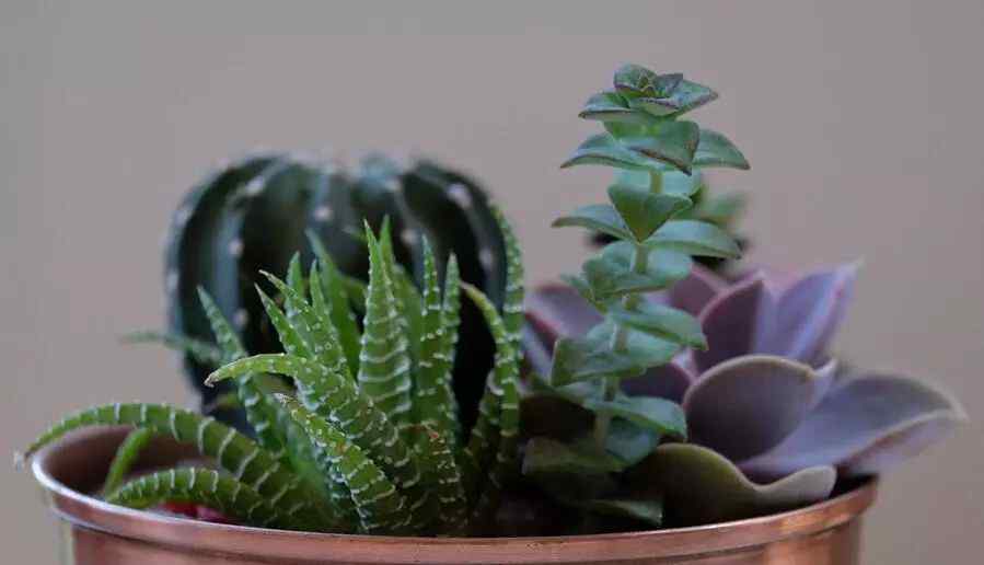 植物灯 当植物遇上灯，办公室种植 so easy!