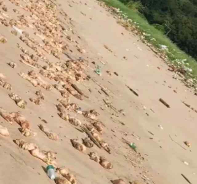 虎门新闻 东莞海滩出现大量猪蹄目测过万，警方已介入！不明来源真的好吓人