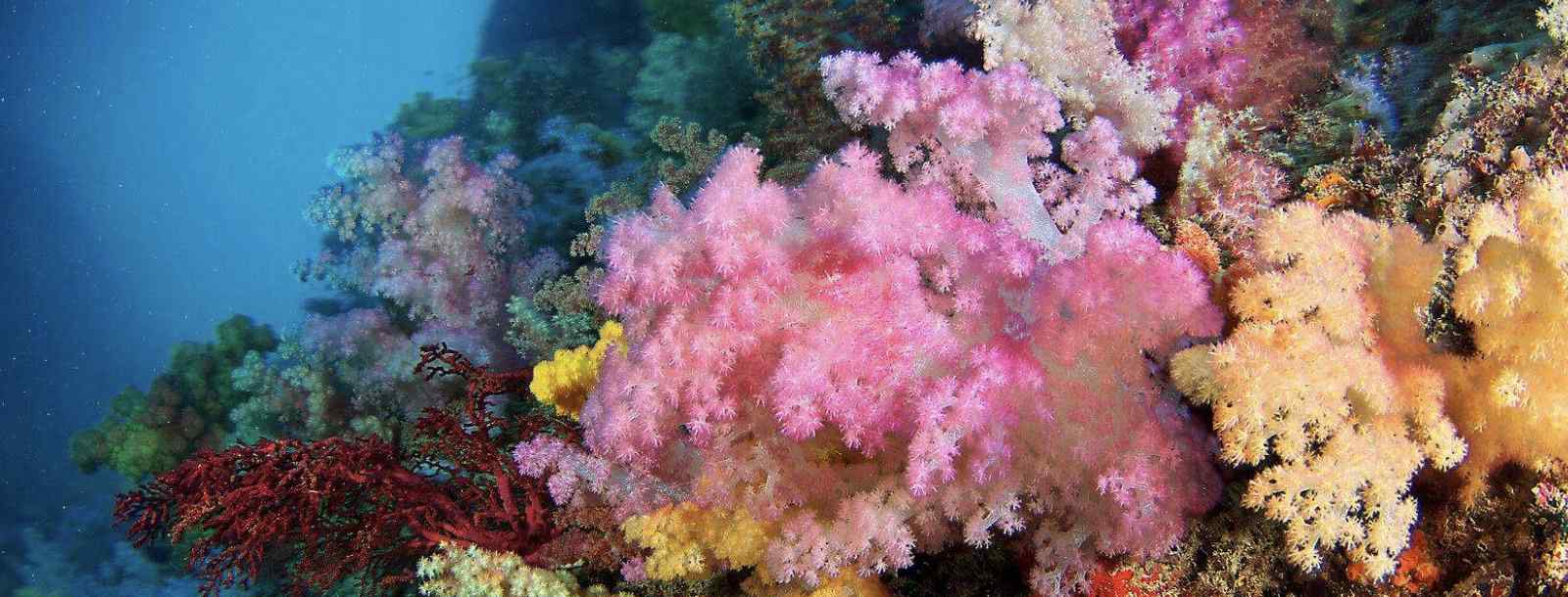 珊瑚是生物吗