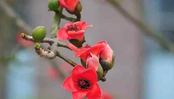 红棉花瓣 红棉开，春暖来