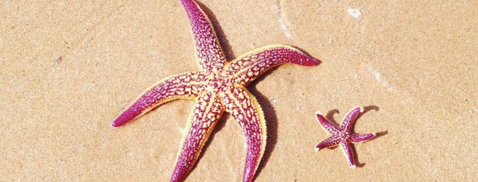 海星能吃吗