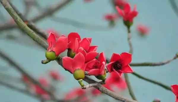 红棉花瓣 红棉开，春暖来