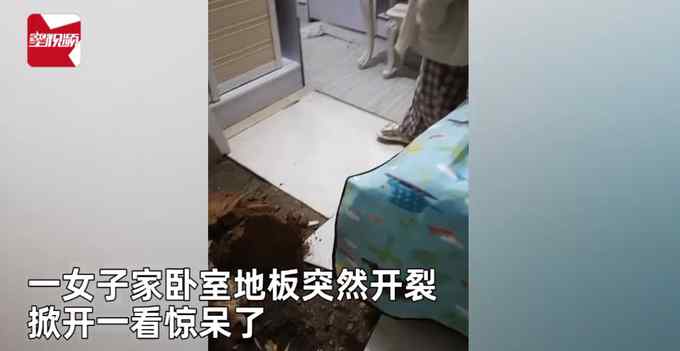 卧室地面突然开裂 女子掀开一看惊呆了：冒出“巨无霸”春笋