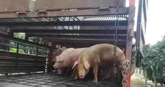 养猪大棚多少钱 不用盖猪舍也能养猪，快来看一下养猪大棚的建设方法吧！