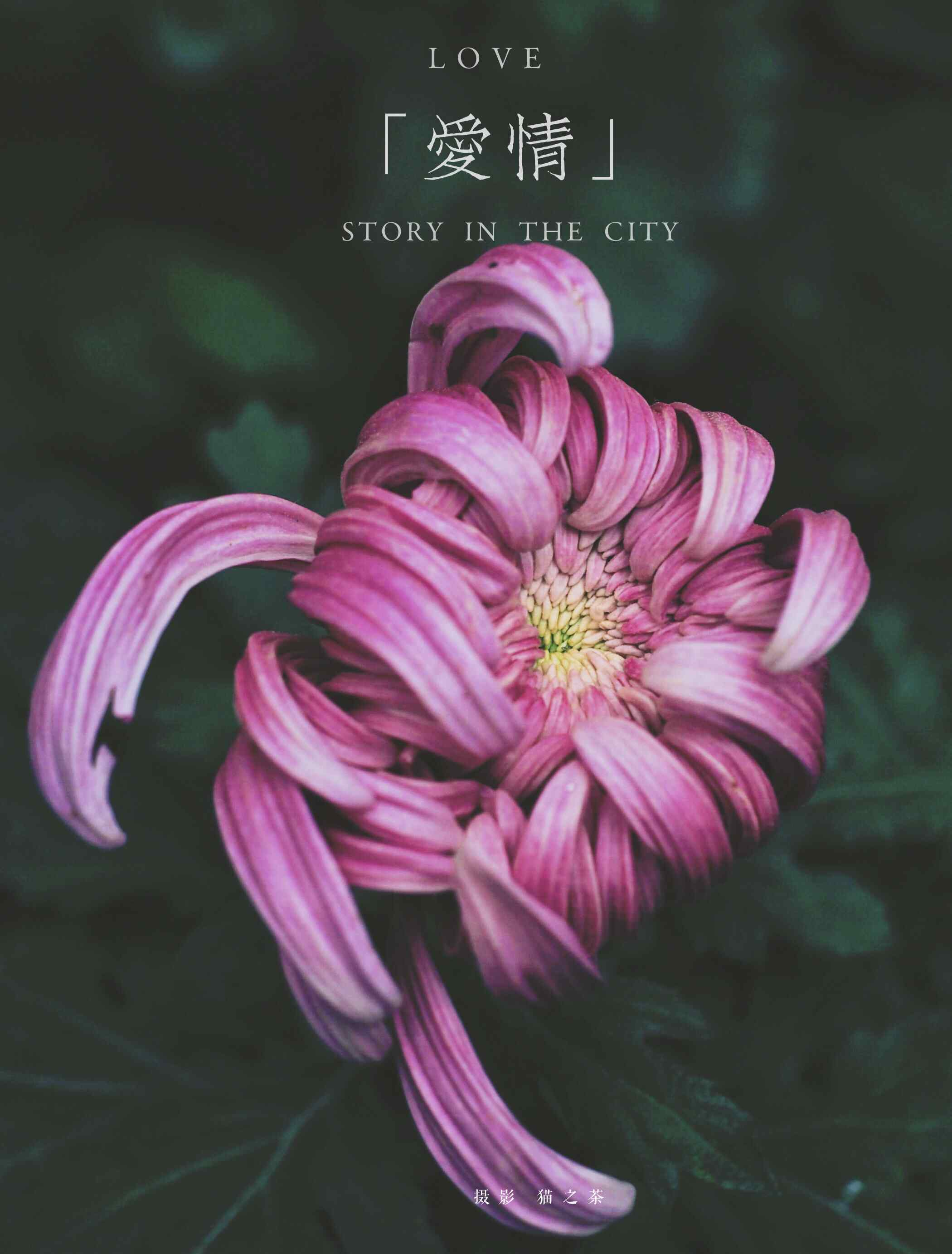 含苞待放的爱 正如爱情，含苞待放时的菊花更美丽！