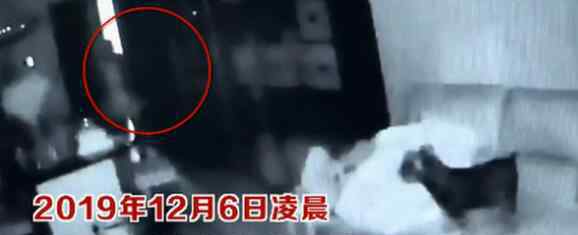 入室盗窃宠物狗全程安静围观 回顾案发经过