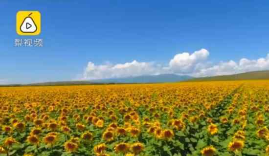 新疆伊犁六万亩向日葵开放 一望无际的花海引人入胜