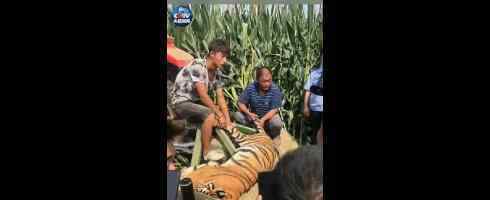林业局回应脱逃老虎死亡 回应内容是什么?