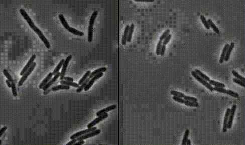 细菌细胞壁 杀菌就是爆炸！哈佛科学家终于揭开青霉素炸开细菌的50年谜题