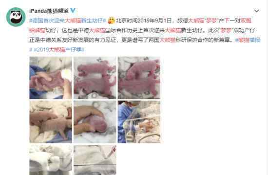 大熊猫梦梦诞下双胞胎 德国首次迎来大熊猫新生幼仔
