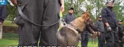 首只警用克隆犬 昆勋是一只怎样的狗狗具体什么情况