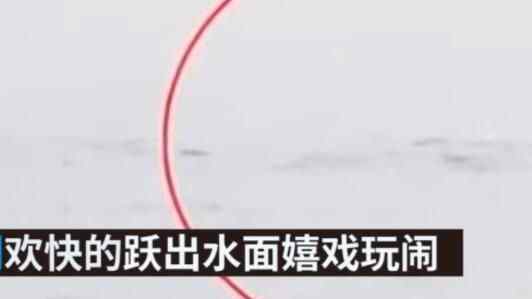 江豚成群在水中觅食 罕见画面让巡护员兴奋大喊画面曝光