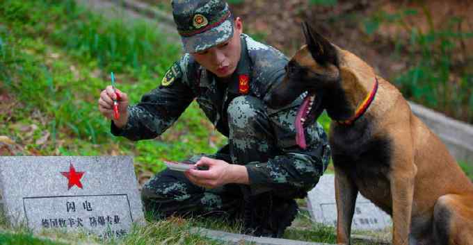 训导员带军犬祭奠无言战友 看哭网友：军犬也是英雄 致敬！