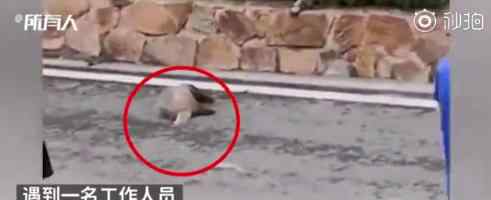 大连动物园回应拖行獾 动物园如何回应的獾是什么