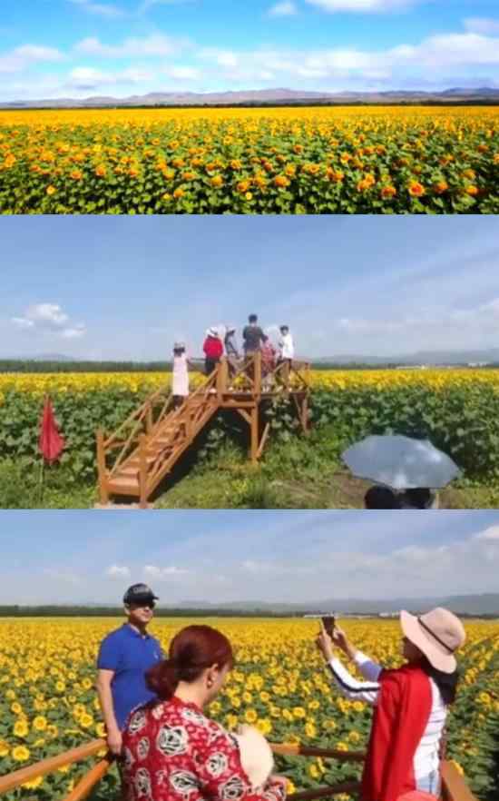 新疆伊犁六万亩向日葵开放 一望无际的花海引人入胜